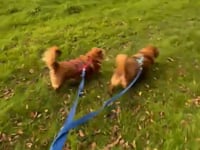 Jaffa & Terry Video