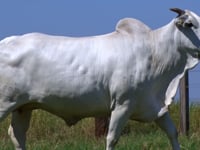 Lote E10
