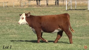 Lot #1 - TB MISS JACKIE M386