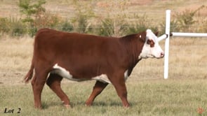 Lot #2 - BLACKTOP VICKY 416