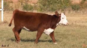 Lot #4 - BLME ANGEL 29M