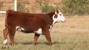 Lot #3 - BLME VELVET 3M