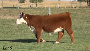 Lot #6 - BRNT VELVET LEAD 404M