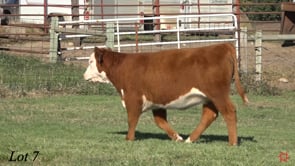 Lot #7 - BRNT VIOLET 405M