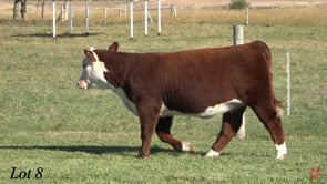 Lot #8 - CGH BARBARA 402 ET