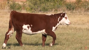 Lot #16 - OCC LADY ACE 410