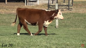 Lot #20 - RH LADY LOCKWOOD 408