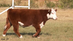 Lot #25 - 38M