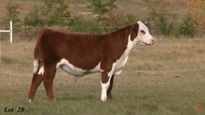 Lot #28 - ECR RELIANCE 4583