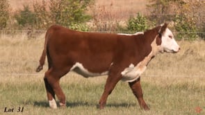 Lot #31 - OUT *** 4112 ***