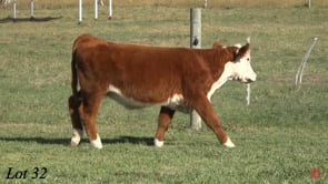 Lot #32 - GH K JOE 13M