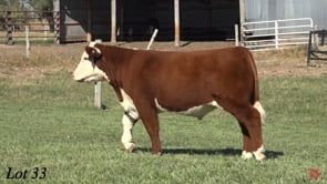 Lot #33 - JDSC ICON M41 ET