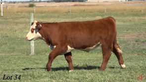 Lot #34 - JDSC BLUEPRINT M17