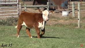 Lot #35 - MULLER STEER 622