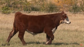 Lot #38 - 403