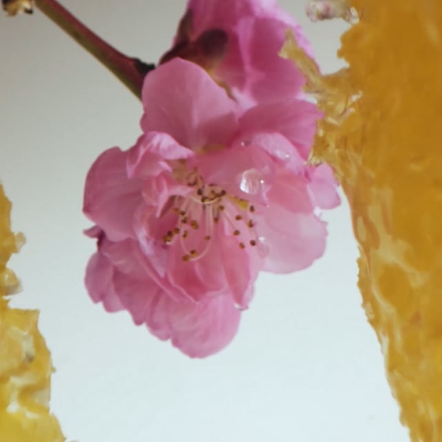 Jo Malone London Nectarine Blossom & Honey Classic Candle