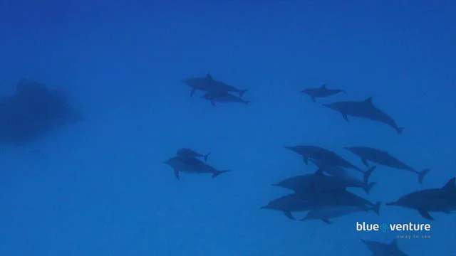 Preview of Henrik Hedegaard’s 2011 Samadai snorkelling film