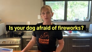 Is your dog afraid of fireworks?