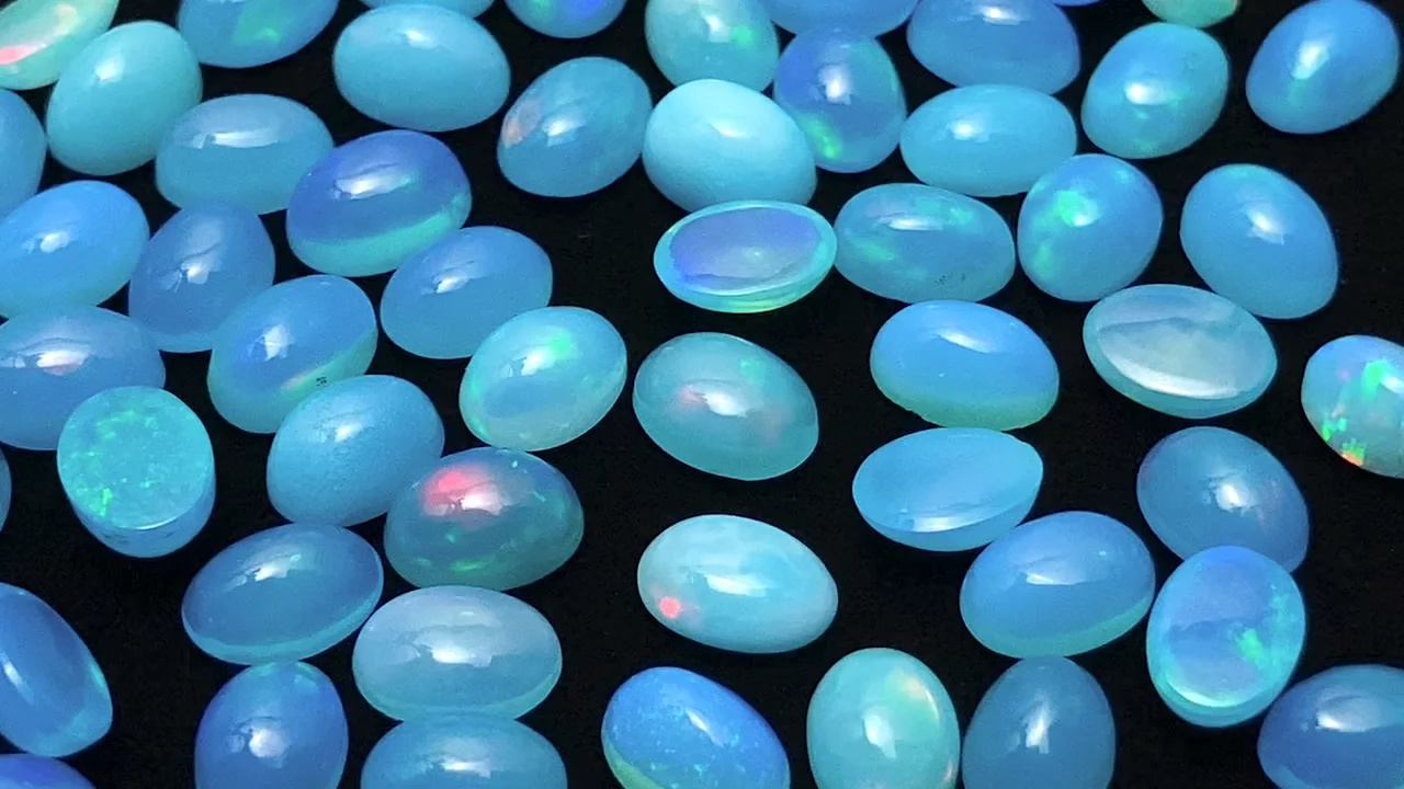 【1ペア】パルナシウス・アポロ（モンゴル産） COLIMBO ダックパーカ No.ZZ0147 