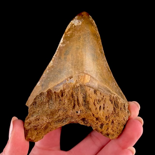 Megalodon Tooth Fossil