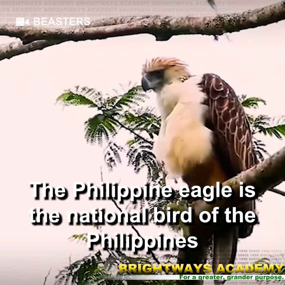 Haribon: The King of the Skies of the Philippines