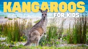 Vimeo Thumbnail