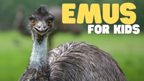 Vimeo Thumbnail