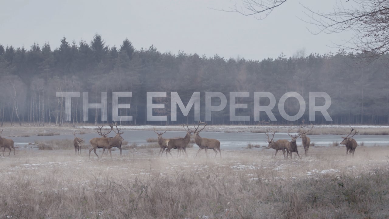 The Emperor