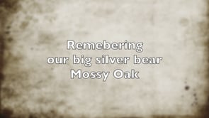Fly High Silver Bear