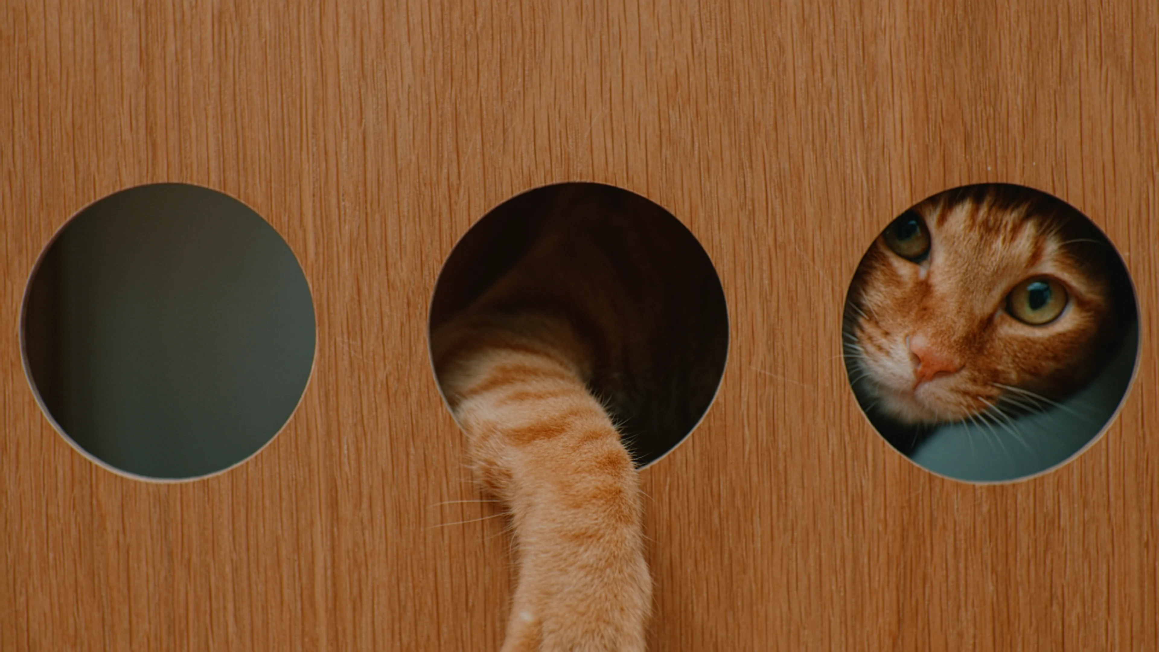 スタッキングシェルフ 猫用 3段×3列セット オーク材突板