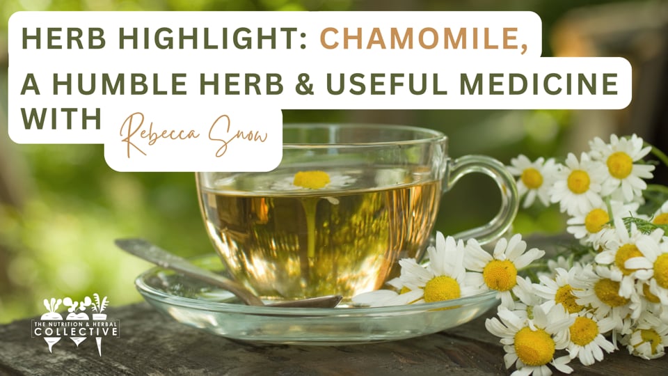 HERB HIGHLIGHT: CHAMOMILE, A HUMBLE HERB & USEFUL MEDICINE WITH REBECCA SNOW