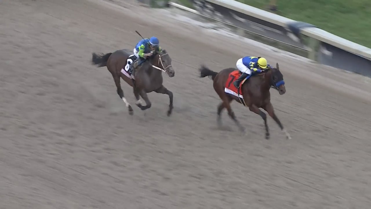 National Treasure | 2024 Pegasus World Cup (G1) at Gulfstream Park