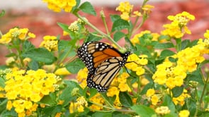 Butterflies at City Hall