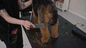 MICROBITE 2 - Scissoring legs - making sure nothing is outside of the lines from the front and back of the dog