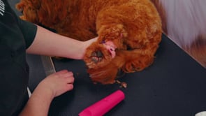 Related Embedded Video Item Thumbnail