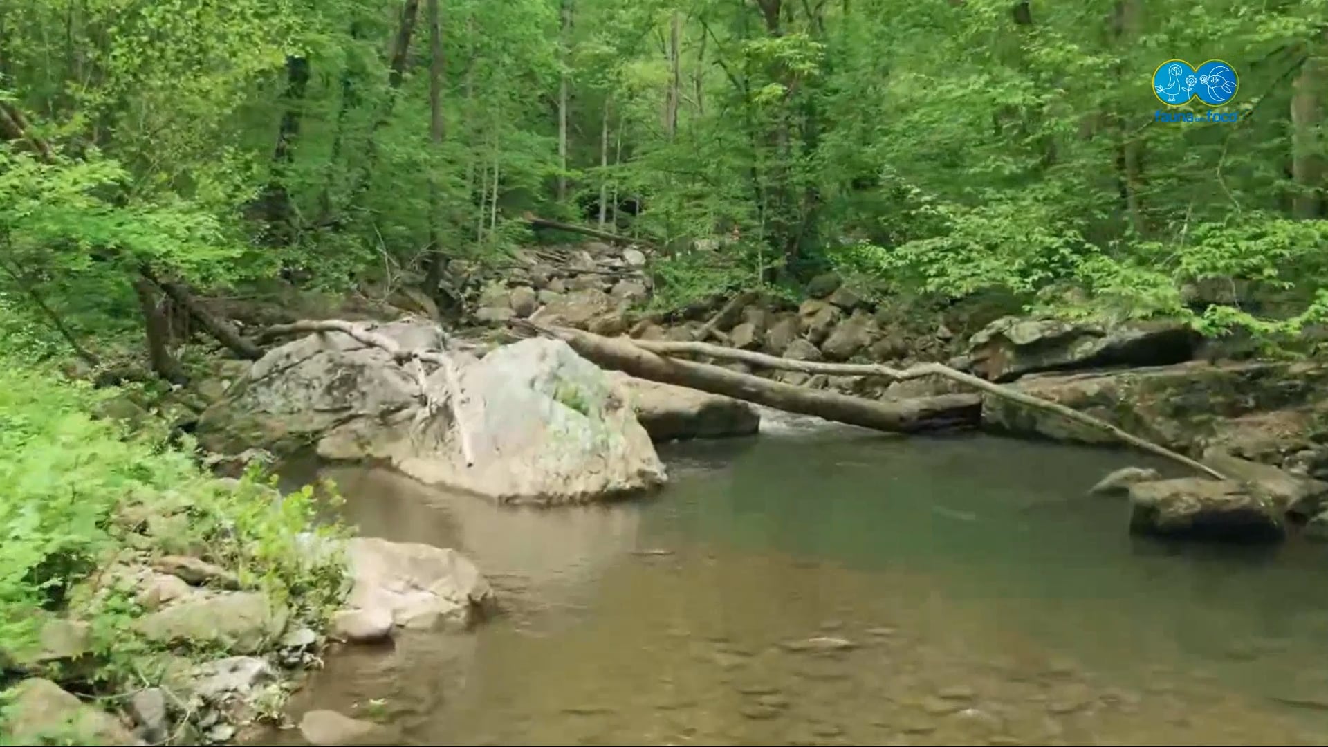 1 º Dia Simpósio Estratégias De Conservação De Animais Marin