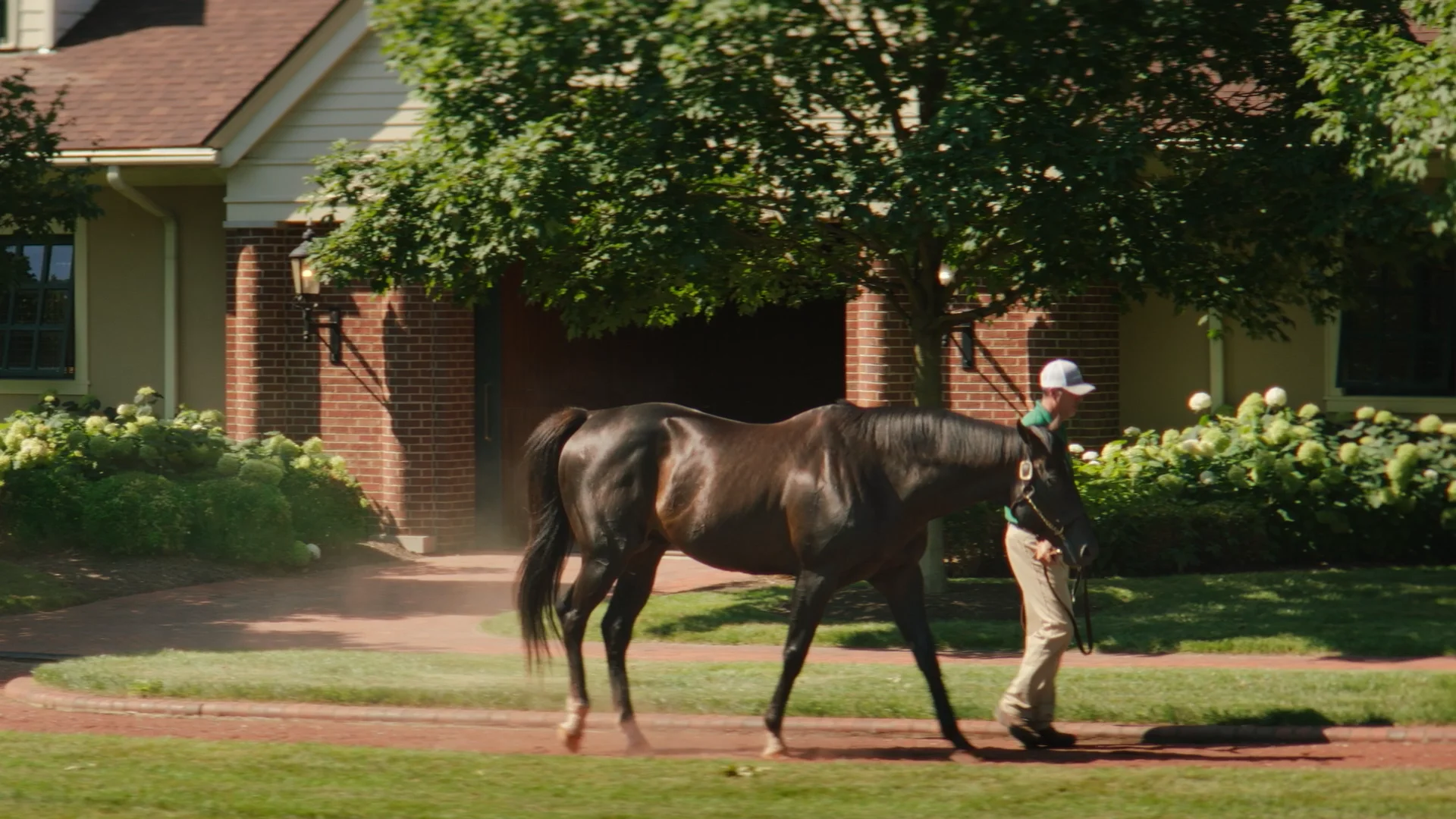Stallion Share in Flightline Brings $2.5 Million, Tops