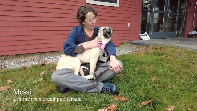 Lucy Mackenzie Humane Society: November "Adoptables" 2024
