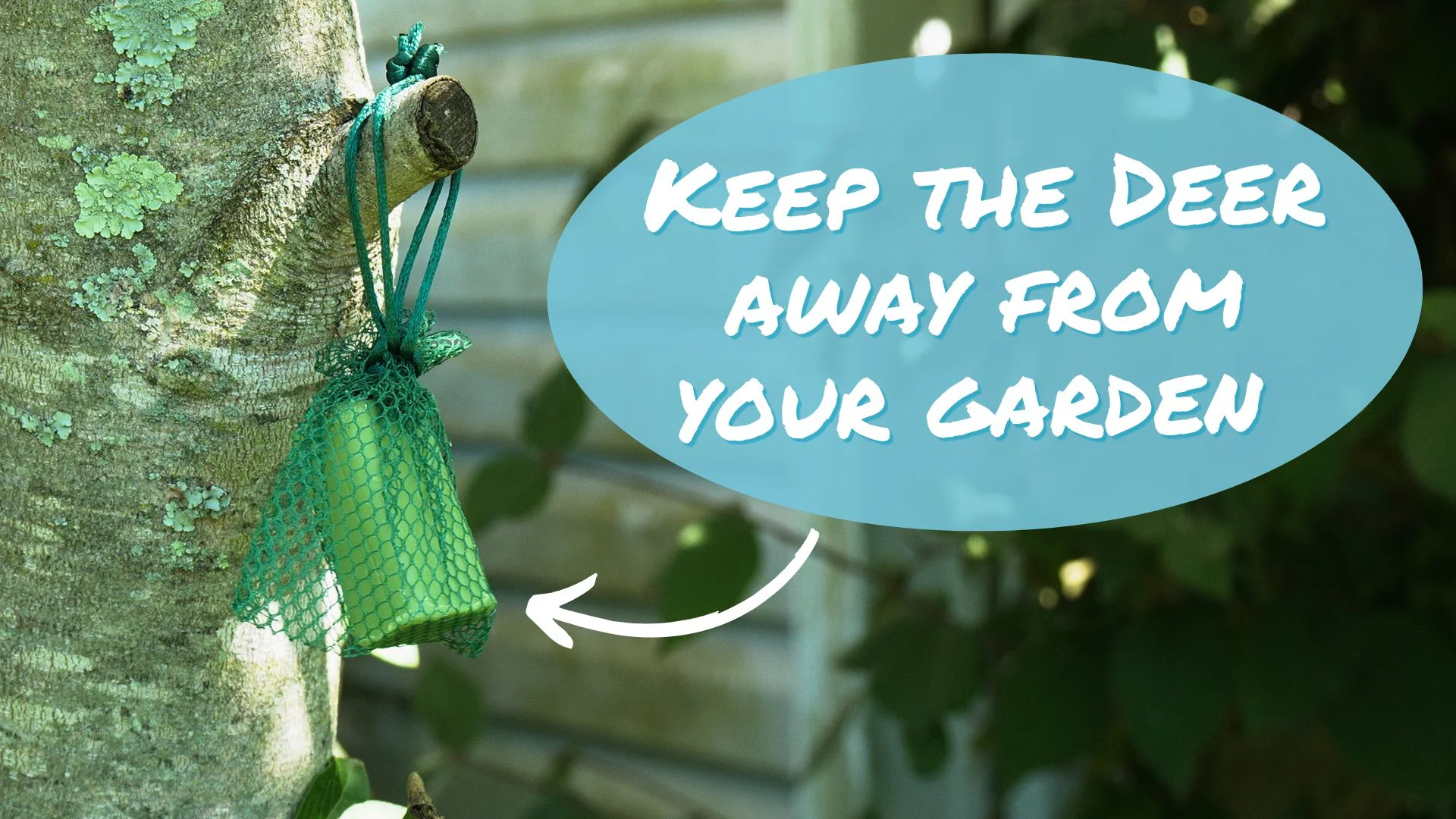 Mouse Dog Ate Irish Spring Soap My Dog Ate Irish Spring Soap New