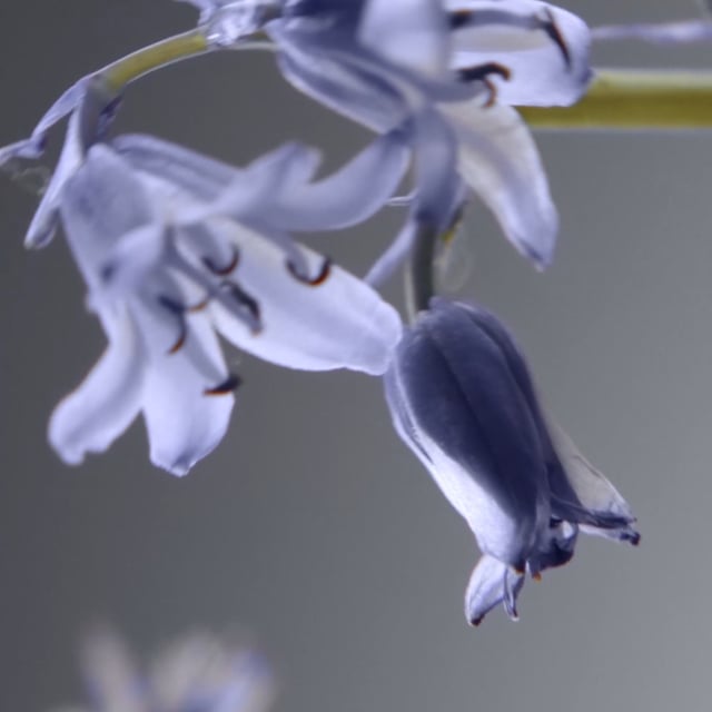 Jo Malone London Wild Bluebell Diffuser