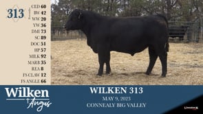 Lot #313 - WILKEN 313