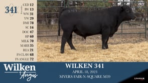 Lot #341 - WILKEN 341