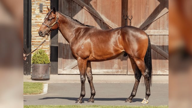 Lot 317