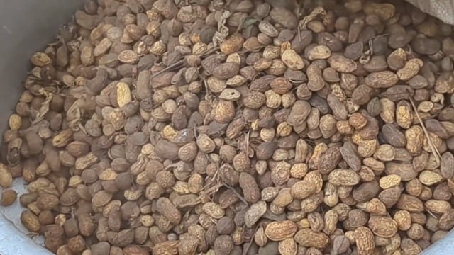 Diminution du pois Bambara à Kasongo