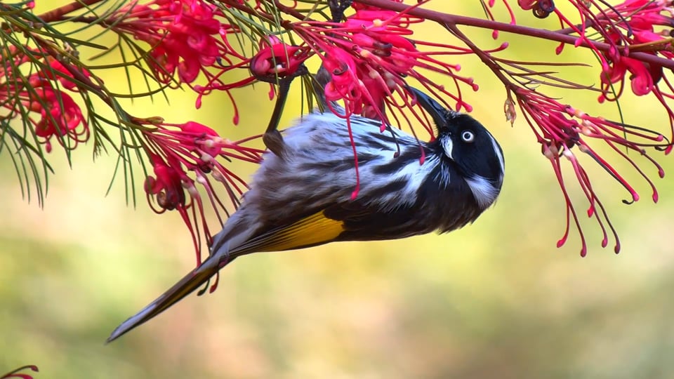 Downsizing your phonescoping with a travel scope. What's the catch?