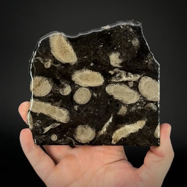 Frosterley Marble slab (with fossils)