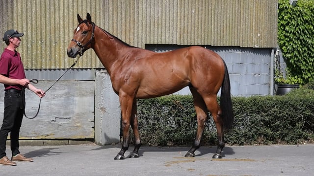 Lot 102