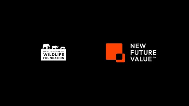 DAVID SHEPHERD WILDLIFE FOUNDATION X STRATEGIQ