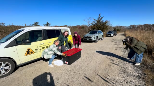 Injured Bald Eagle Released by Evelyn Alexander Wildlife Rescue Center