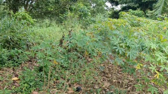 La terre ne produit plus